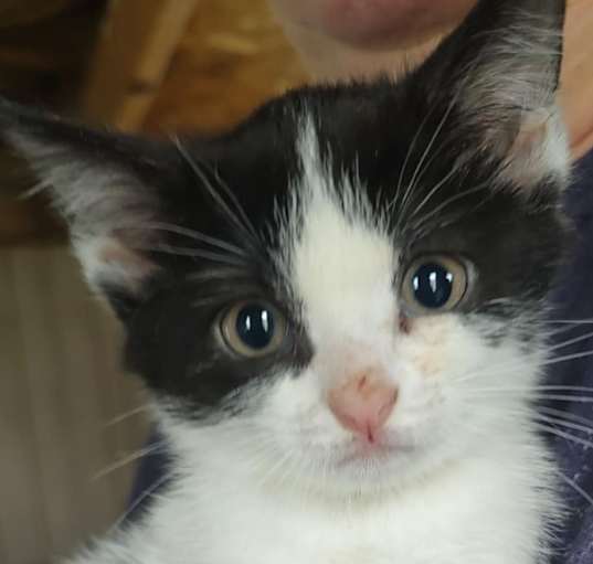 Photo of Jelly Bean