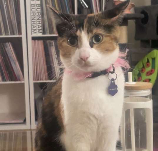 Photo of Kahlua