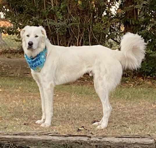 Photo of Apollo