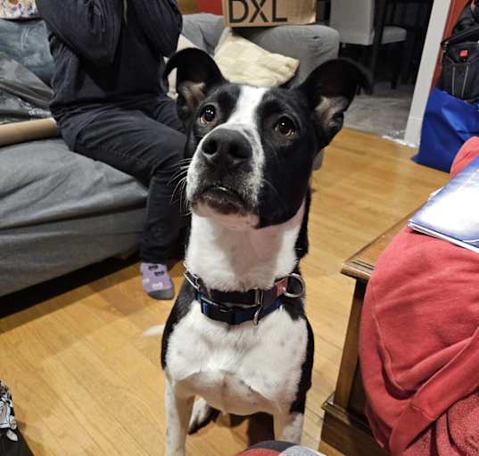 Photo of Apollo