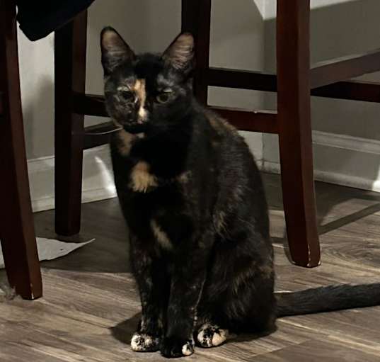 Photo of Nonamé