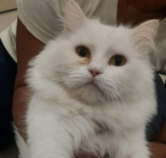Photo of Bibi