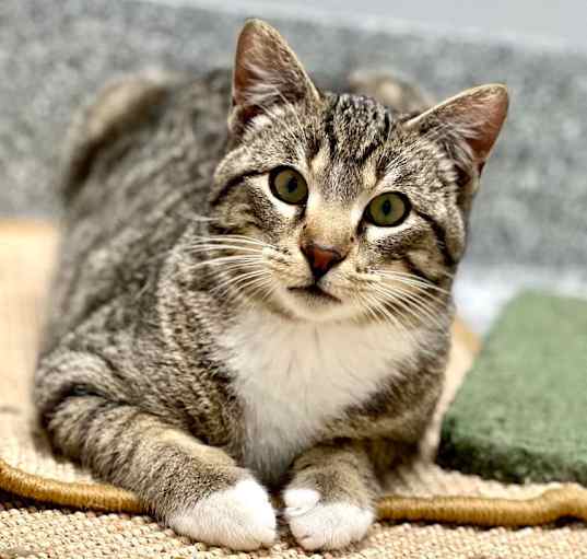 Photo of Tippy