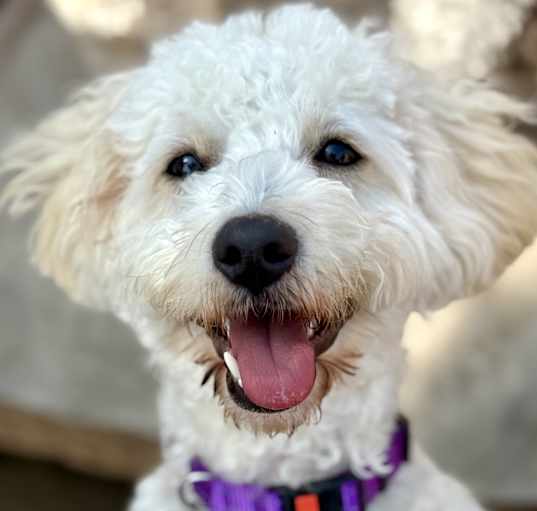 Photo of Shelby