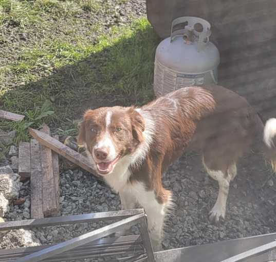 Photo of Loki
