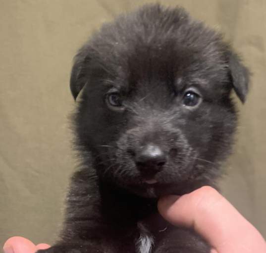 Photo of Baloo