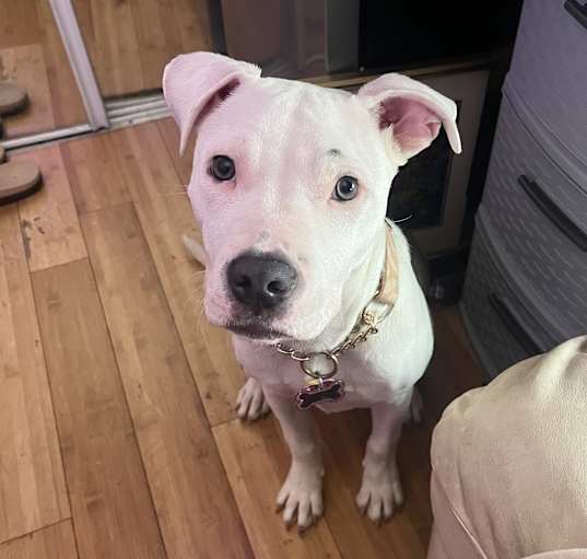 Photo of Khaleesi