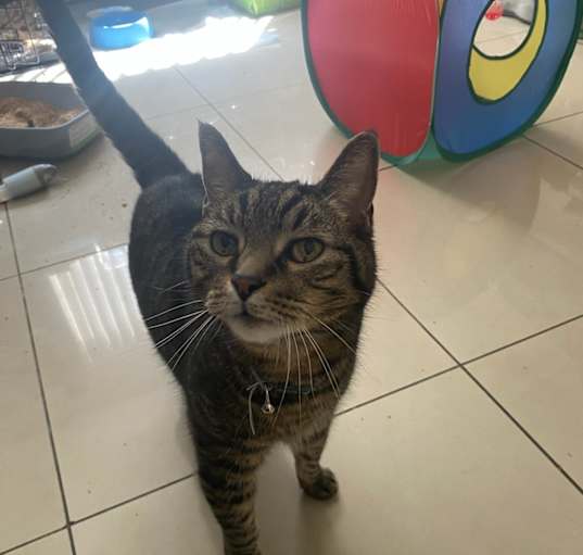 Photo of Sphinx