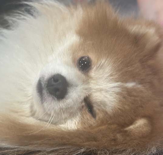 Photo of Rambo