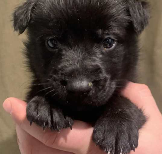 Photo of Simba