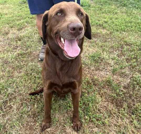 Photo of Lucky