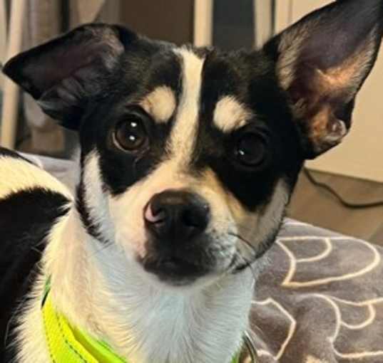 Photo of Oreo