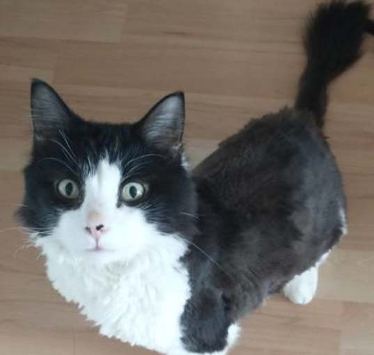 Photo of Oscar