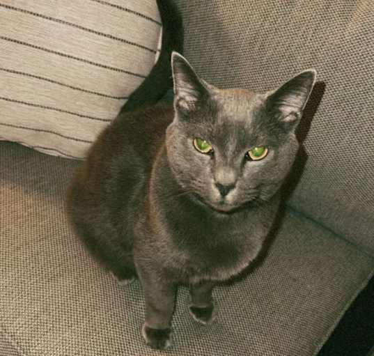 Photo of MoMo