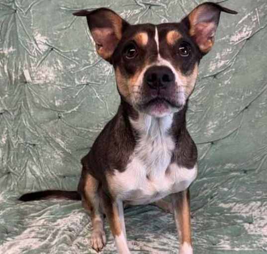 Photo of Bruno