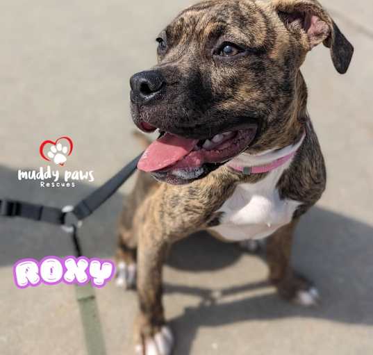 Photo of Roxy (Courtesy Post)