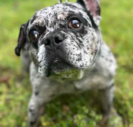 Photo of Willis