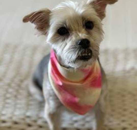 Photo of Willow