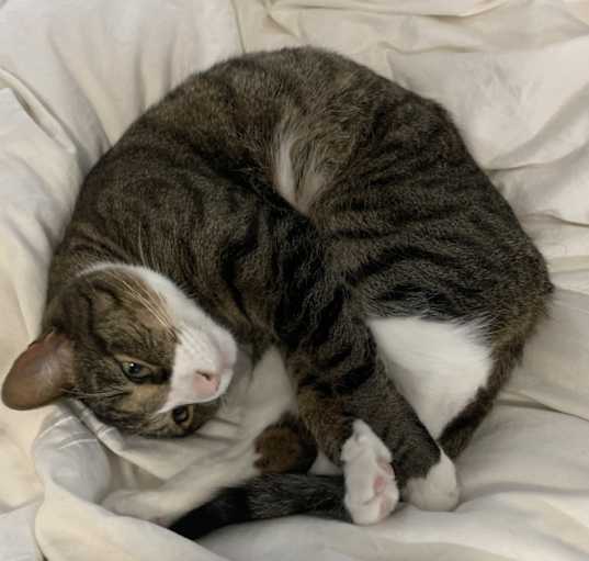 Photo of Riley