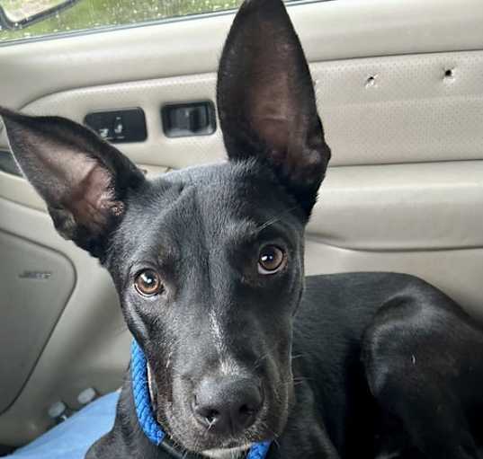 Photo of Bojangles