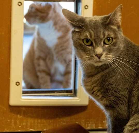 Photo of Lady