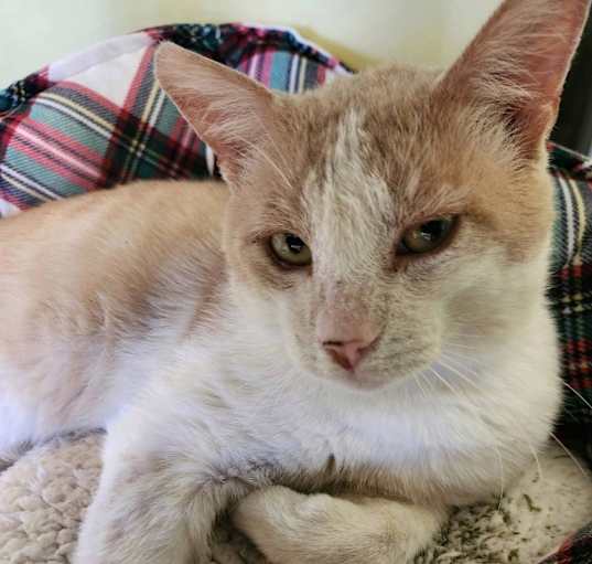 Photo of Baelon