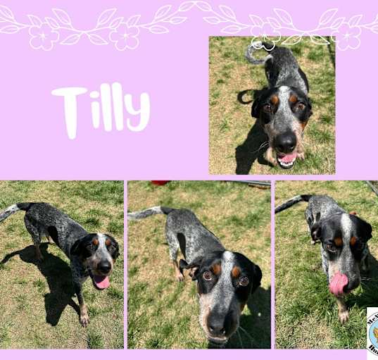 Photo of Tilly
