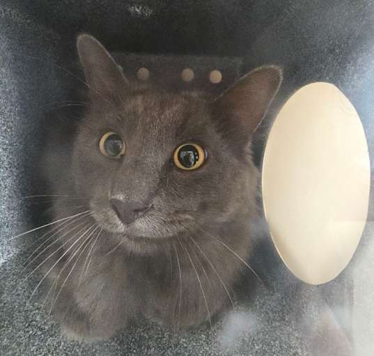 Photo of Stray