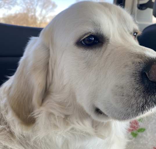 Photo of Buddy