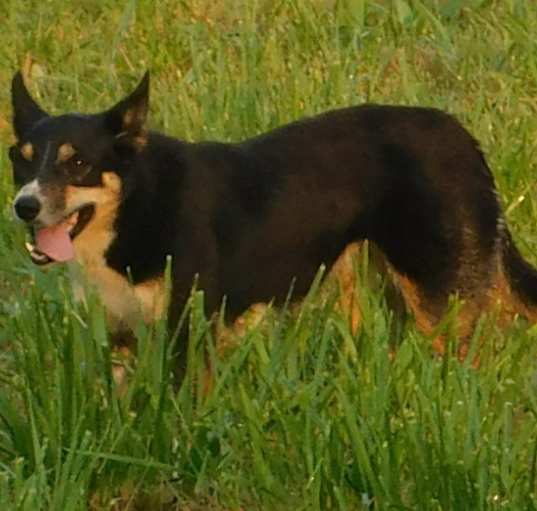Photo of Rue