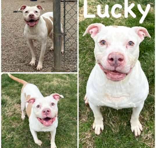 Photo of Lucky