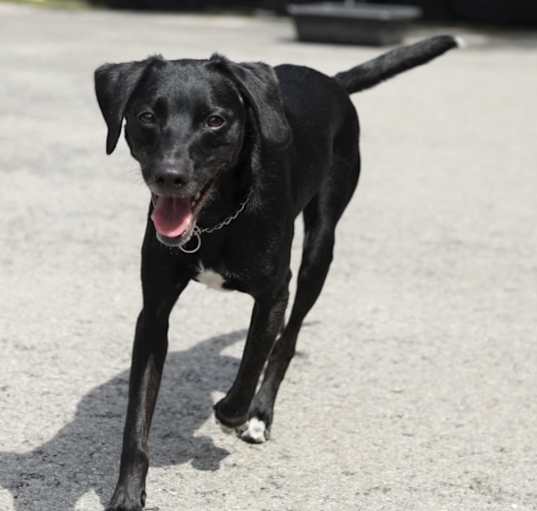 Photo of Boomer