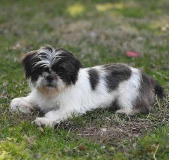 Photo of Wink