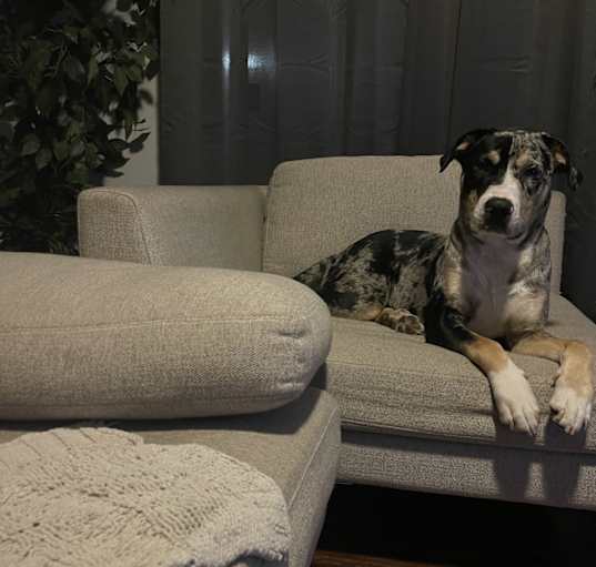 Photo of Samson