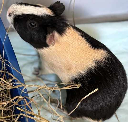 Photo of PEDRITO