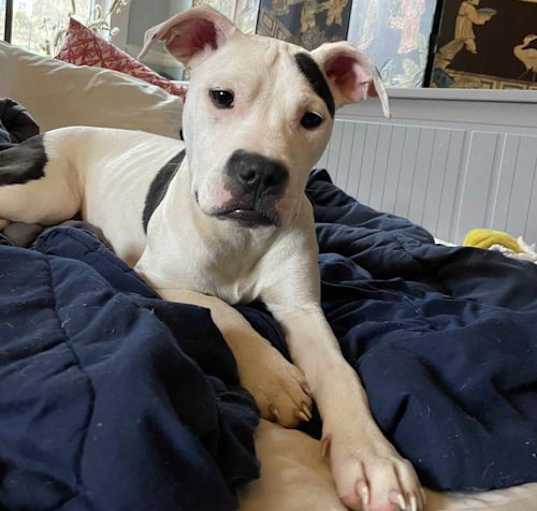 Photo of Juno