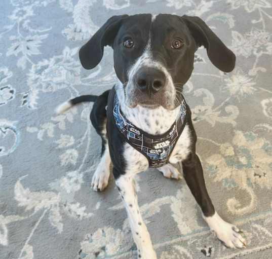 Photo of Dax Joy
