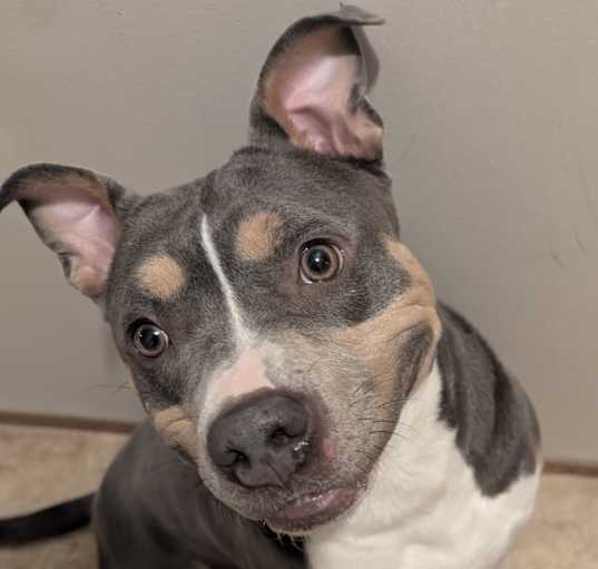 Photo of Brownie