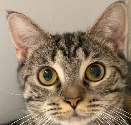 Photo of Sundae