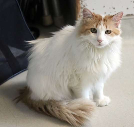 Photo of Cream Puff