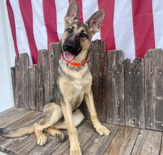 Photo of Goose