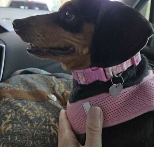 Photo of Phoebe