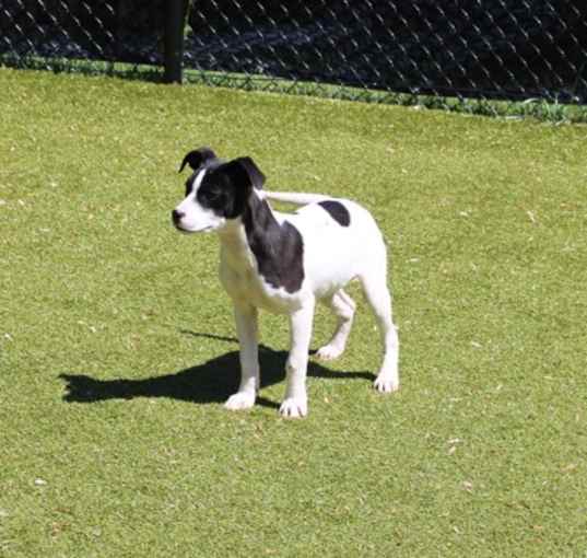 Photo of Roxie