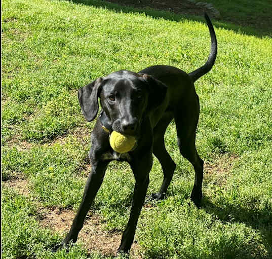Photo of Cora