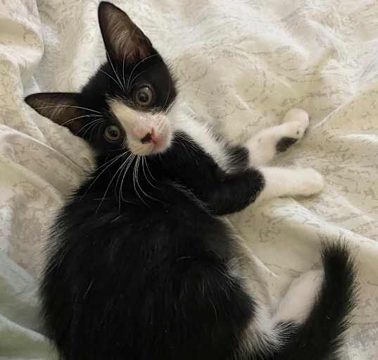 Photo of Cleo