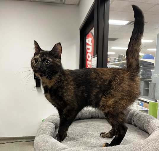 Photo of Snickerdoodle
