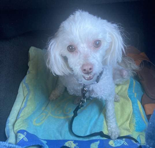 Photo of Thumbelina (Lina)