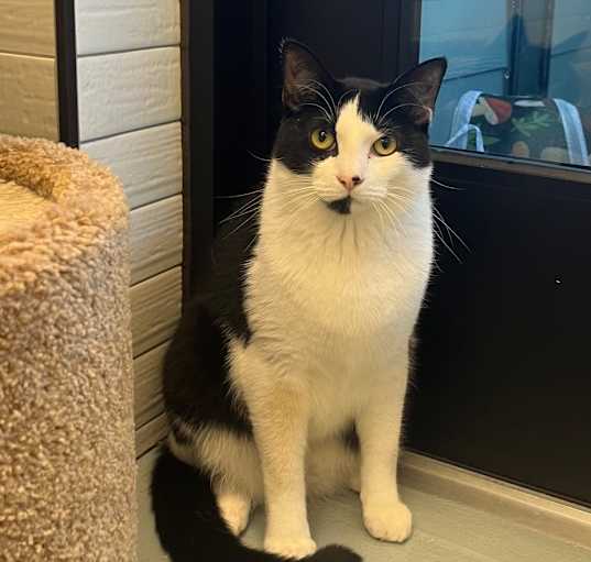 Photo of Comet