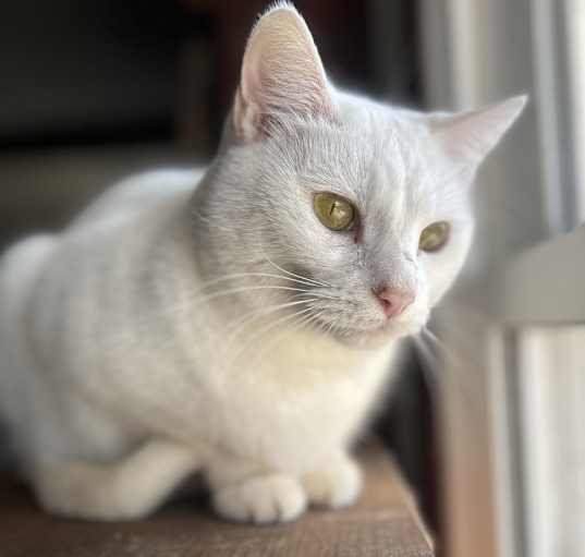 Photo of Snow White