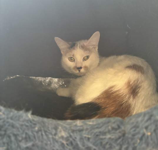 Photo of Pearl